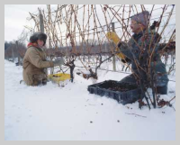 eiswein autriche