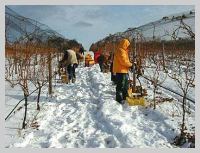 icewine