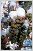 vinification vin de glace