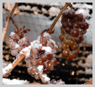 grappe de raisin de Icewine ou Eiswein