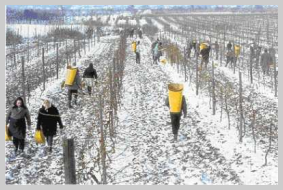 recolte du raisin du vin de glace