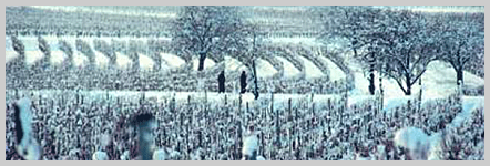 Vignes de vin de glace